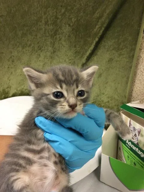 A baby small-sized male Domestic Short Hair cat named Pinky for adoption in Riverside, CA