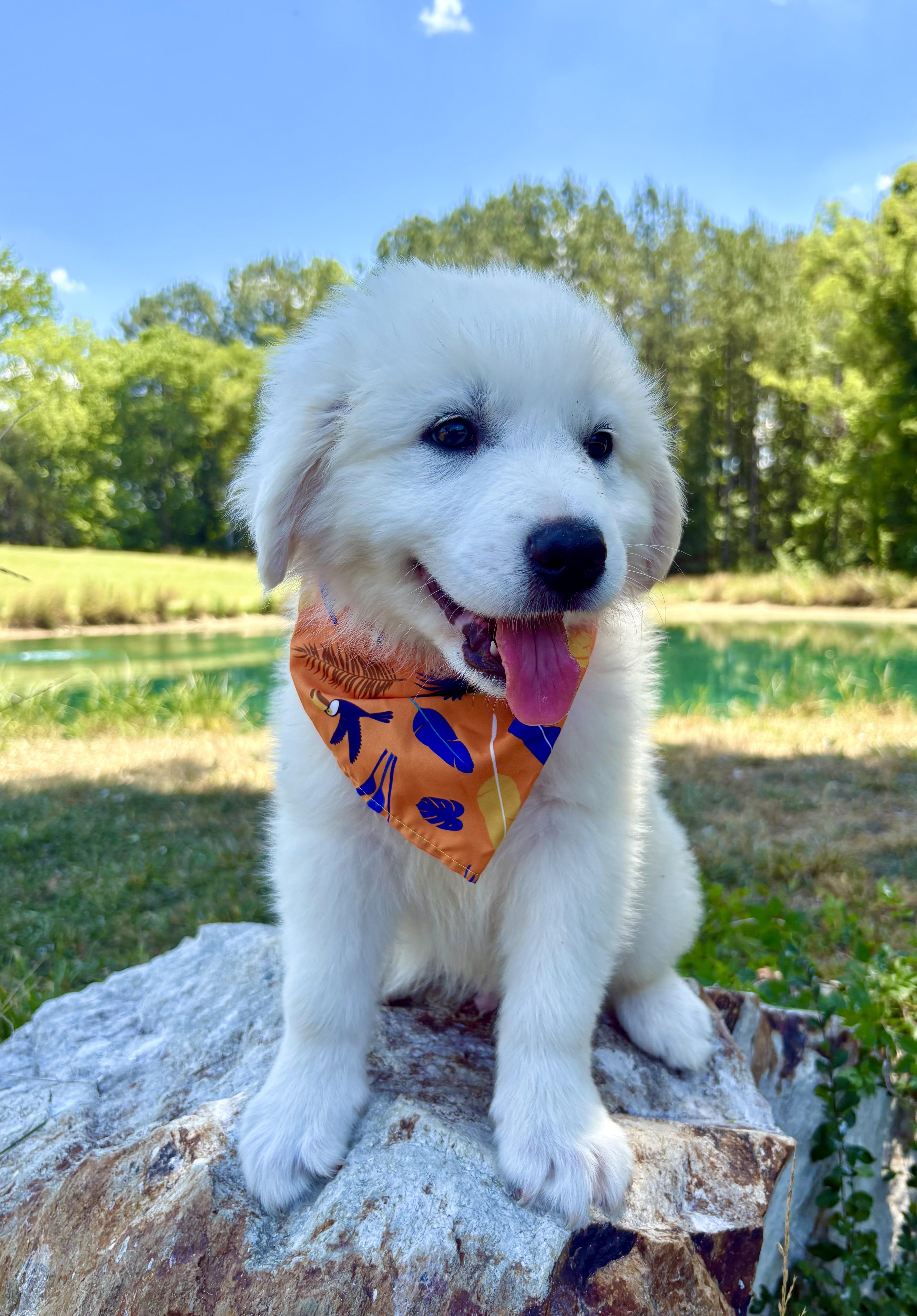 Fluffernutter