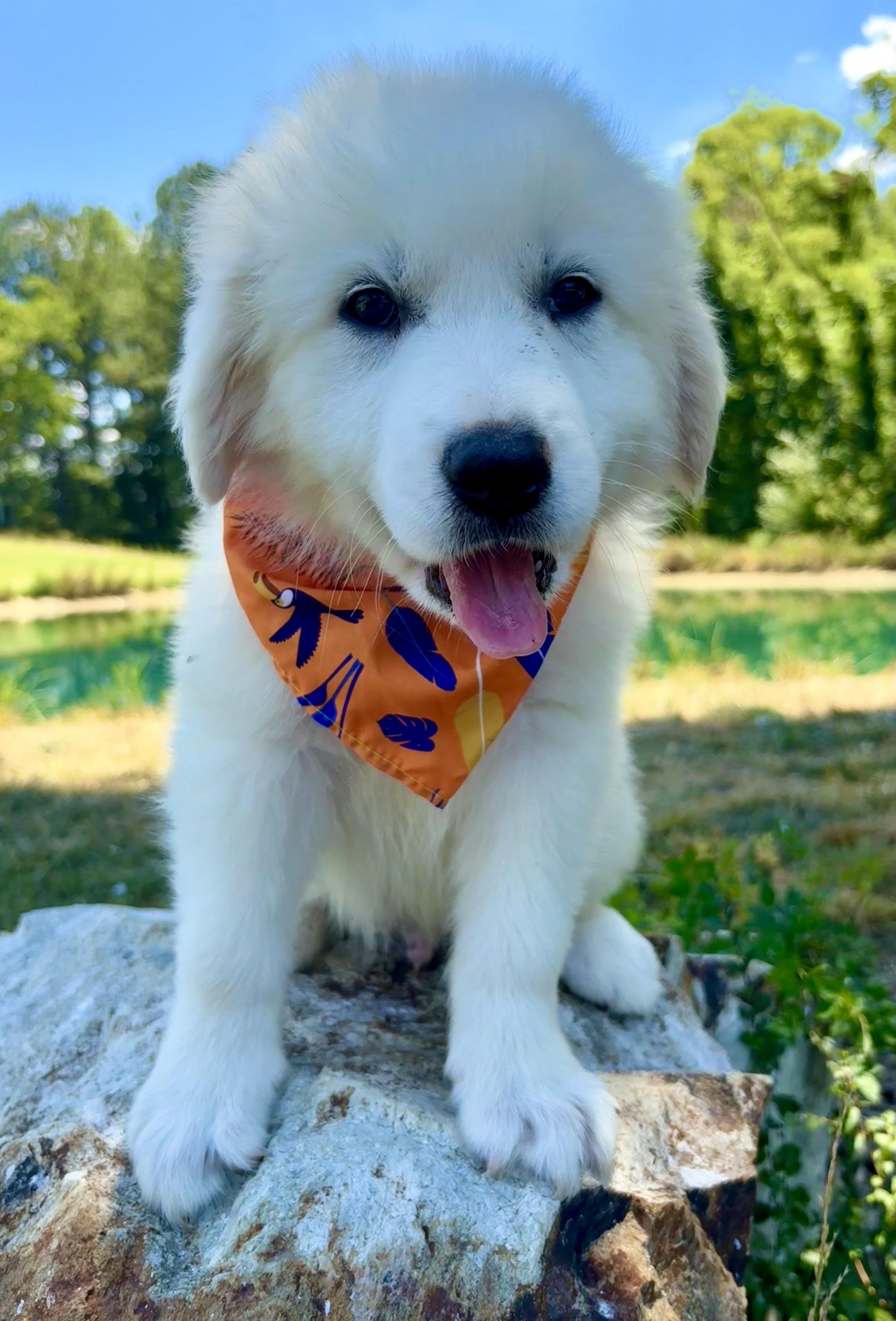 Fluffernutter thumbnail 3