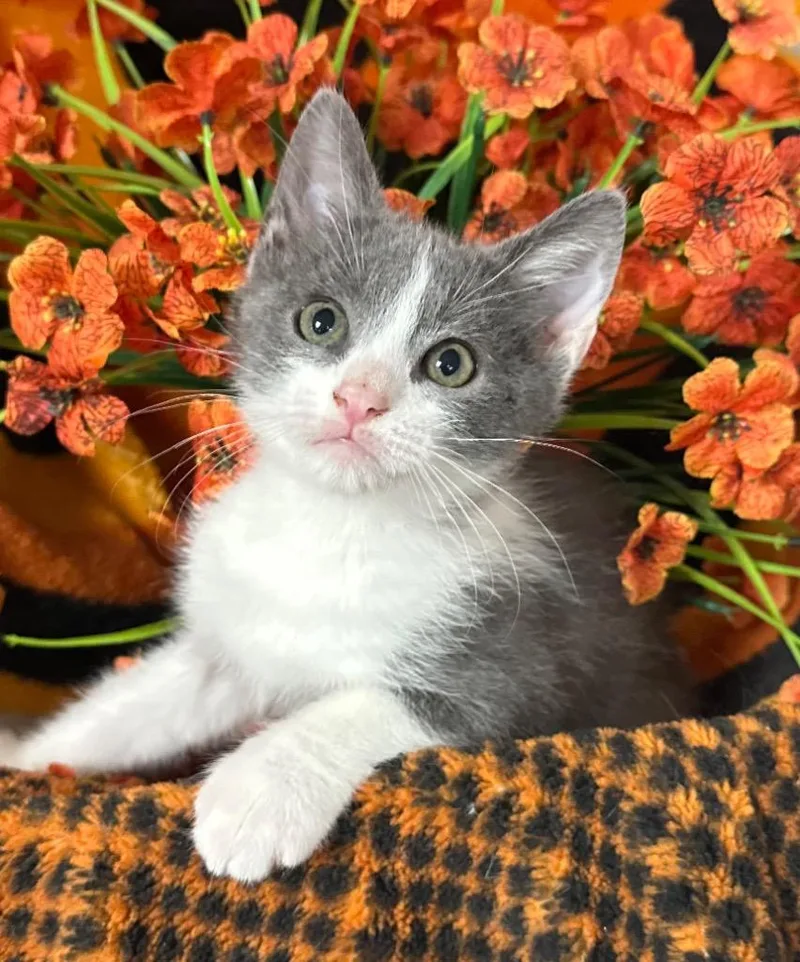 A baby small-sized male Domestic Short Hair cat named Shrek for adoption in Stillwater, OK