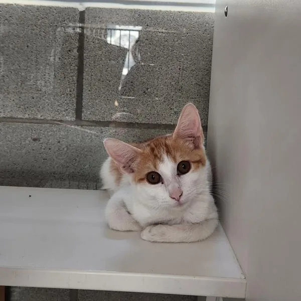 A baby small-sized male Domestic Short Hair cat named Traceon for adoption in Des Moines, IA