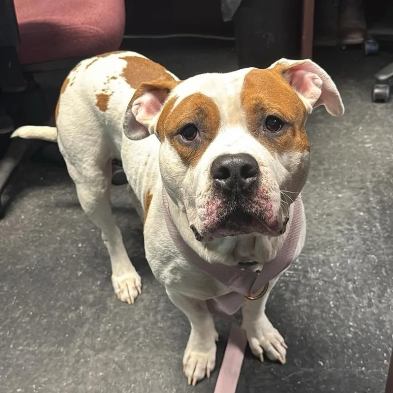 An adult large-sized male White / Cream American Bulldog dog named MeatballJax for adoption in Shinnston, WV