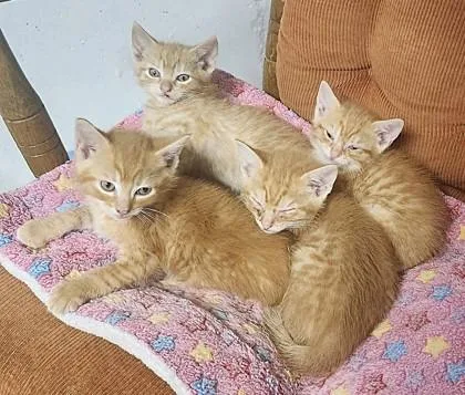 A baby small-sized male Orange / Red Domestic Short Hair cat named SunnyD for adoption in Kansas City, MO