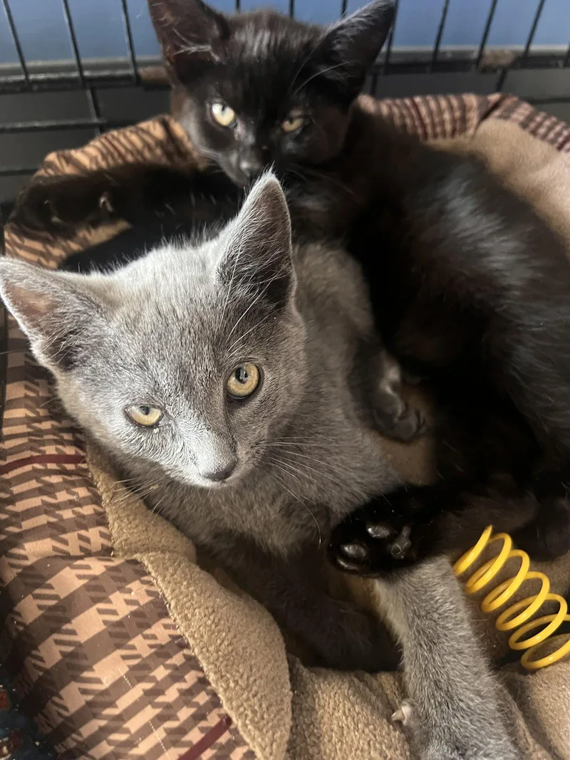 A baby medium-sized male Gray / Blue / Silver Russian Blue cat named Kimber for adoption in Georgetown, KY