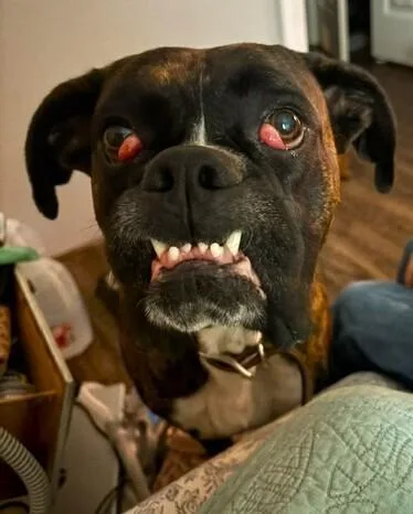 A young medium-sized male Brindle Boxer dog named Tonka II for adoption in Hewitt, TX