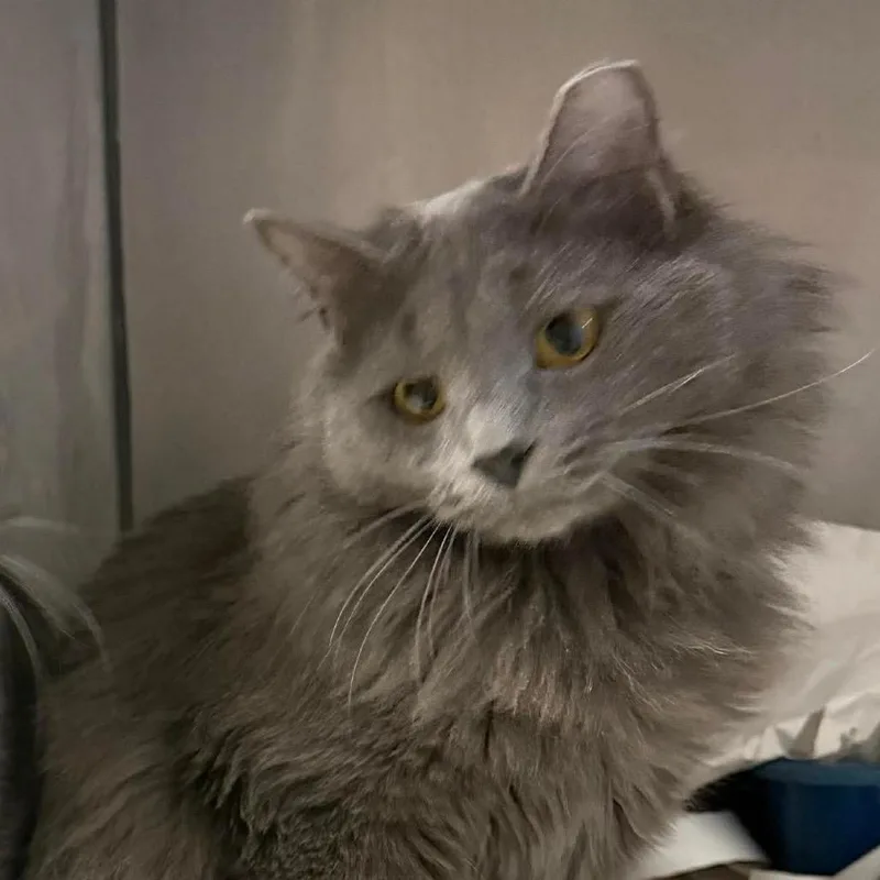 Odd Couple Brothers: Oscar