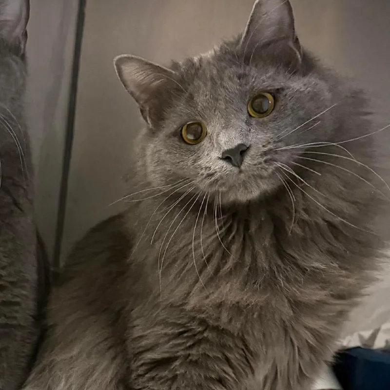 Odd Couple Brothers: Oscar thumbnail 2