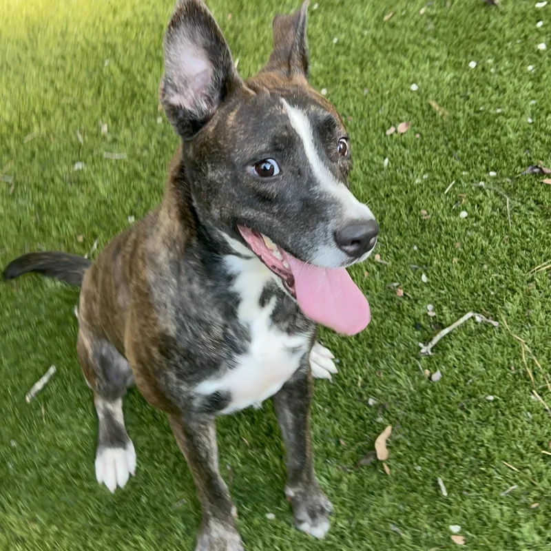 An adult medium-sized female Brindle Pit Bull Terrier dog named Brindi for adoption in Magnolia, TX