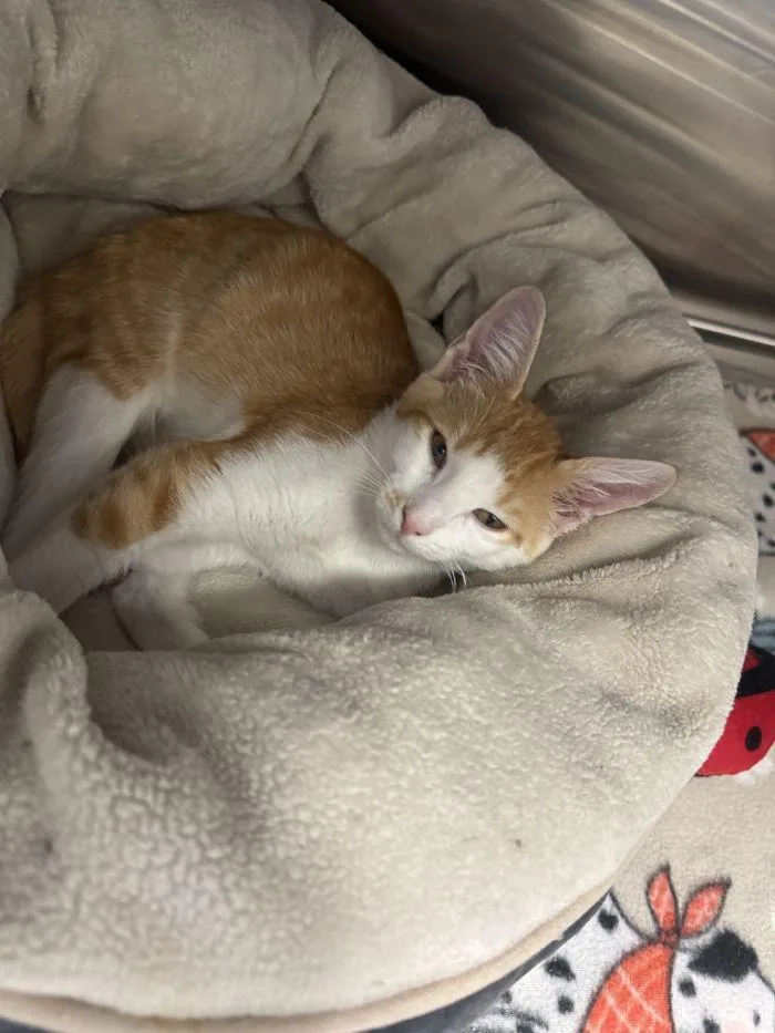 A young small-sized male Orange & White Domestic Short Hair cat named Wendall for adoption in Hilton Head Island, SC