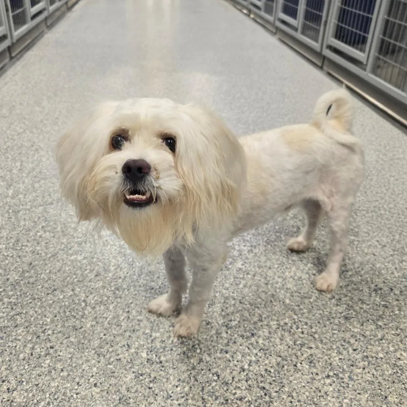 A young small-sized male White / Cream Maltese dog named Ct Peppy for adoption in Eastford, CT