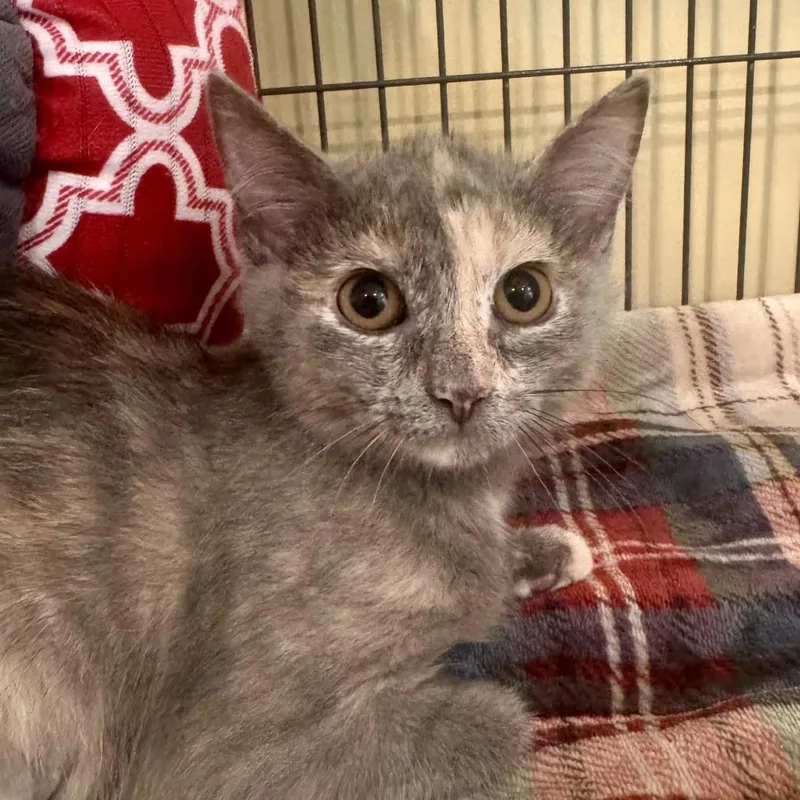A baby small-sized female Tortoiseshell Domestic Short Hair cat named Mia for adoption in Saint Charles, MO