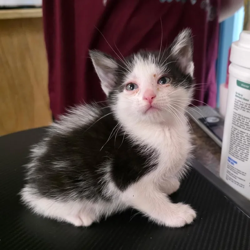 A baby small-sized male Black Domestic Short Hair cat named Kessie for adoption in Eureka Springs, AR