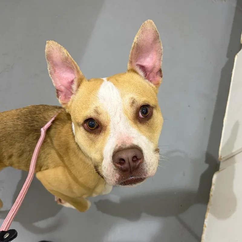 An adult medium-sized female Mixed Breed dog named Mona Lisa for adoption in Binghamton, NY