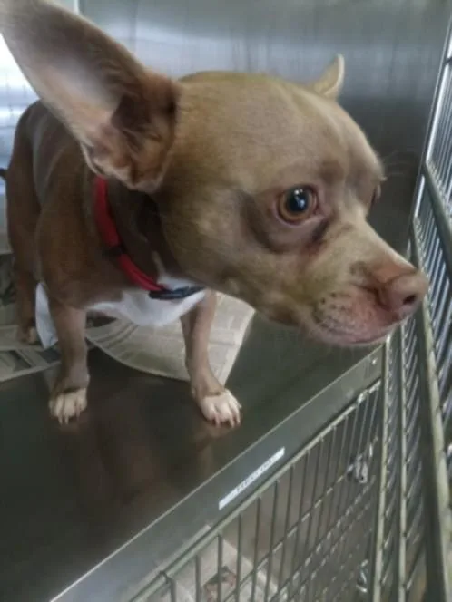 A young small-sized male Chihuahua dog named A for adoption in Los Angeles, CA
