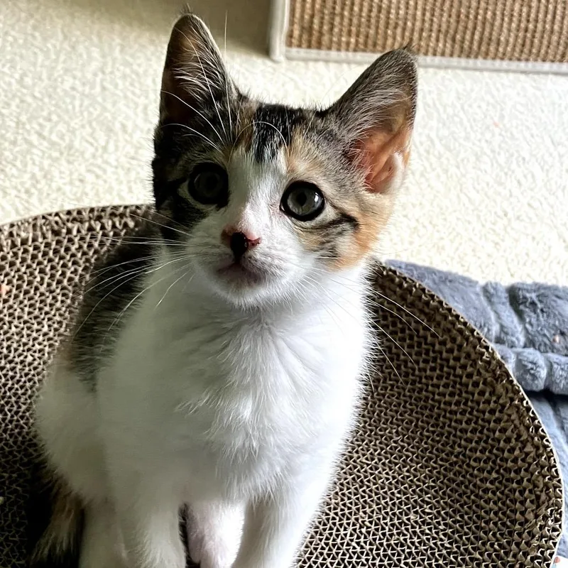 A baby small-sized female Domestic Medium Hair cat named Lila for adoption in Cumming, GA