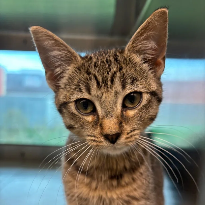 A baby small-sized female Brown / Chocolate Domestic Short Hair cat named Polly for adoption in Fairport, NY