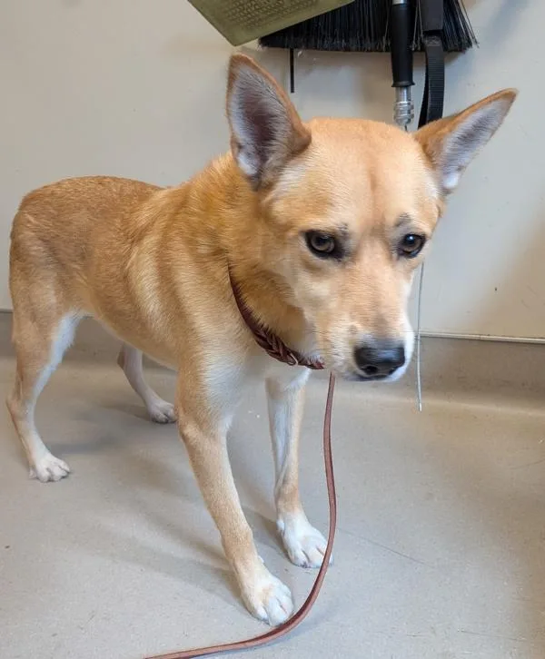 An adult medium-sized male Shepherd dog named Yote for adoption in El Cajon, CA