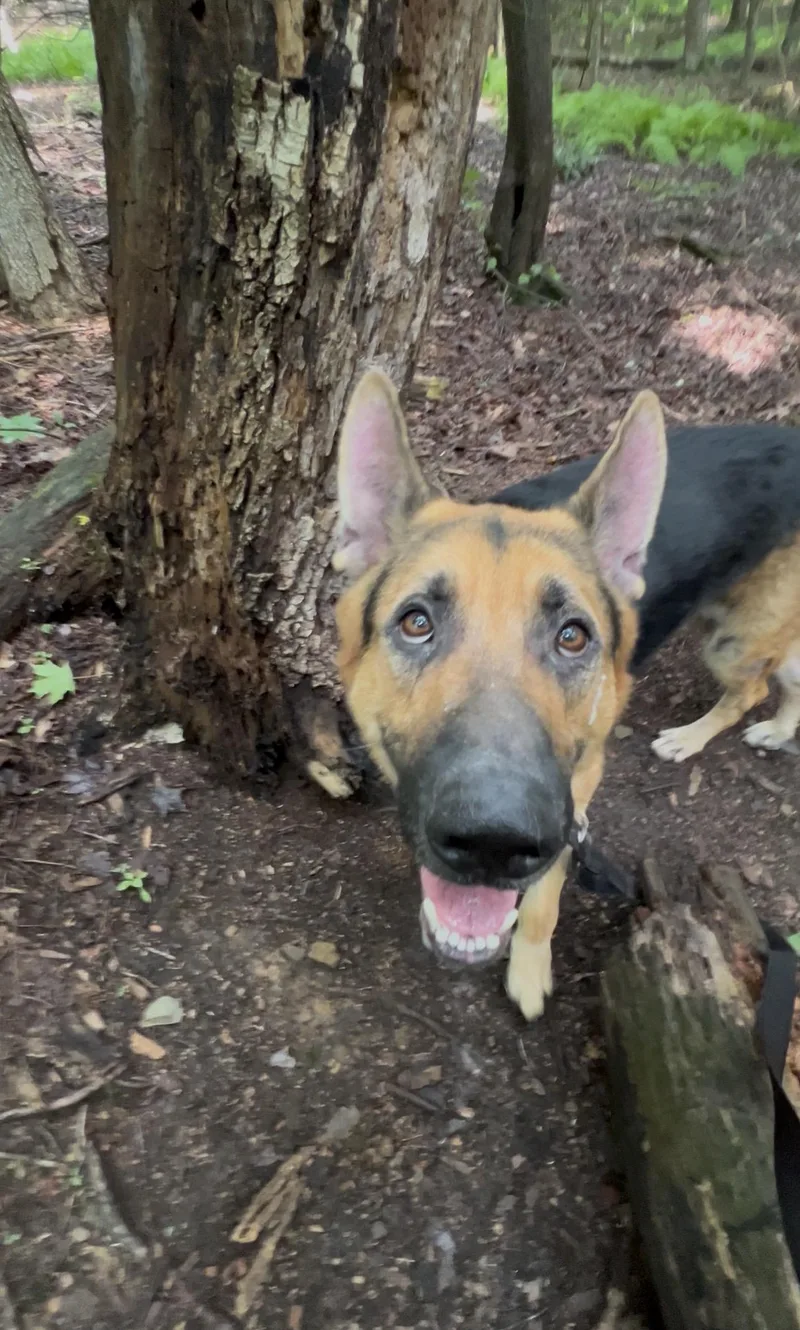 An adult large-sized male Black German Shepherd Dog dog named Glockenspiel for adoption in Millerstown, PA