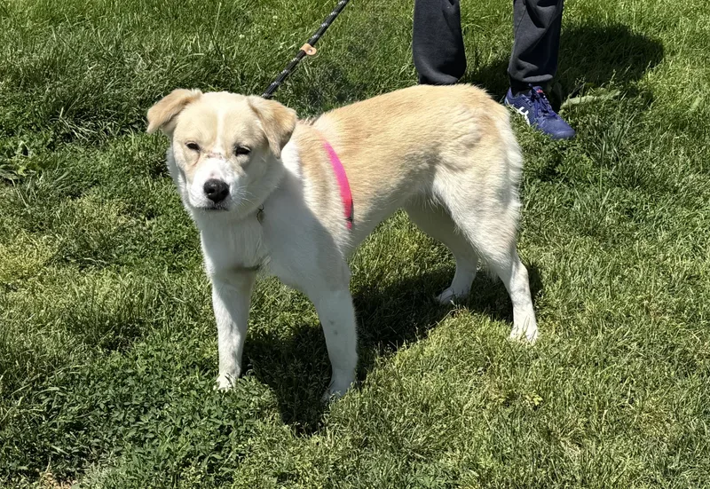 A young medium-sized female White / Cream Retriever dog named Sunshine for adoption in Ellicott City, MD