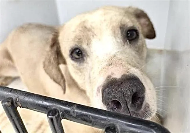 A young medium-sized female Labrador Retriever dog named Teal for adoption in Houston, TX