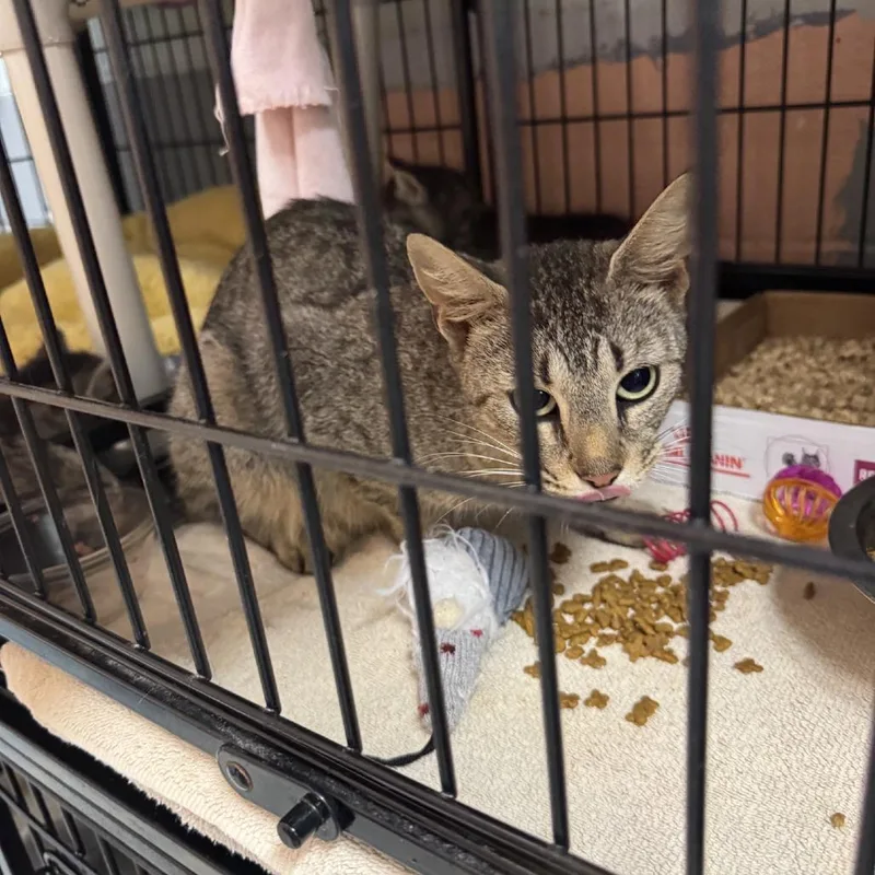 An adult medium-sized female Brown / Chocolate Domestic Short Hair cat named Mama Bee for adoption in Columbus, NC