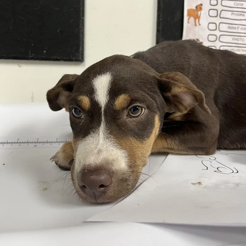 A baby small-sized female Brown / Chocolate Hound dog named Lilah for adoption in Birmingham, AL