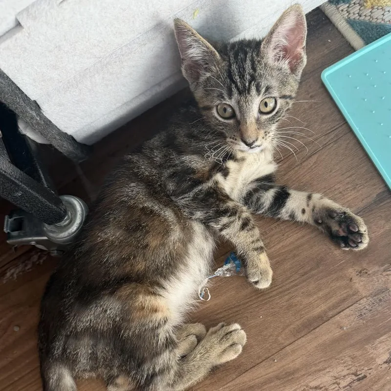 A baby small-sized female Buff / Tan / Fawn Domestic Medium Hair cat named Katrina for adoption in Denison, TX