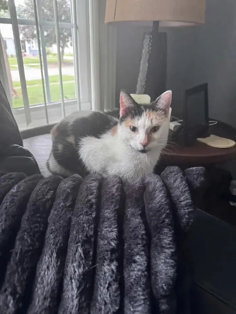 An adult medium-sized female Domestic Short Hair cat named Princess for adoption in Grand Rapids, MI
