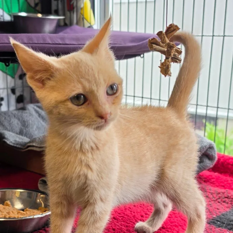 A baby small-sized male Buff / Tan / Fawn Domestic Short Hair cat named Bennett for adoption in Muncie, IN