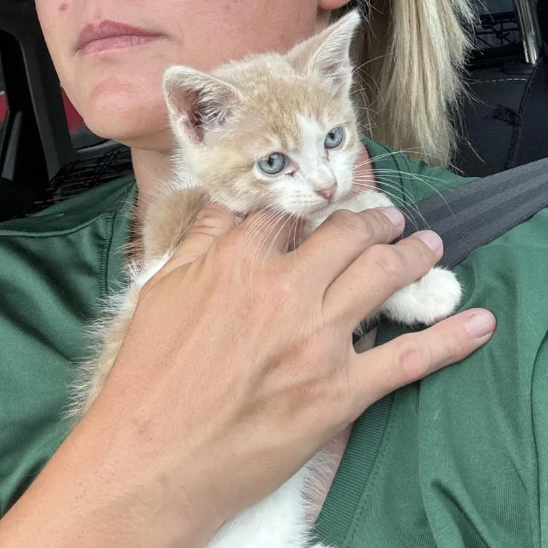 A baby small-sized male White Domestic Short Hair cat named Asteroid for adoption in Fort Collins, CO