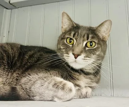 An adult medium-sized male Domestic Short Hair cat named Fancy Pants for adoption in Savannah, GA