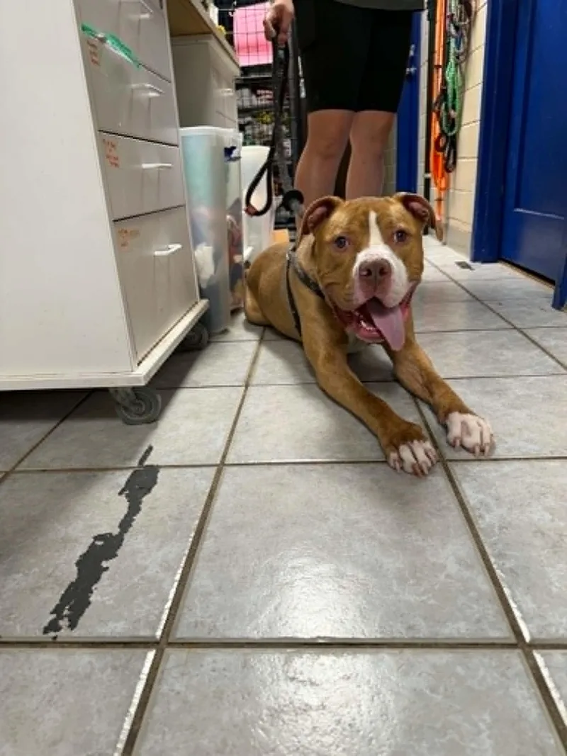 An adult large-sized male Pit Bull Terrier dog named Trooper for adoption in Cedar Rapids, IA