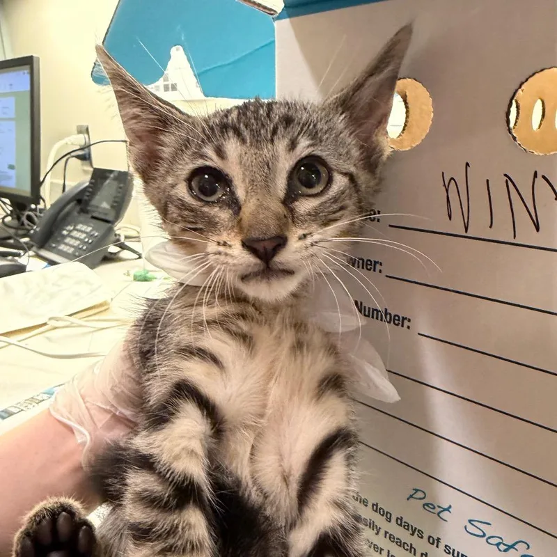 A baby small-sized male Brown / Chocolate Domestic Short Hair cat named Winky for adoption in Jacksonville, FL