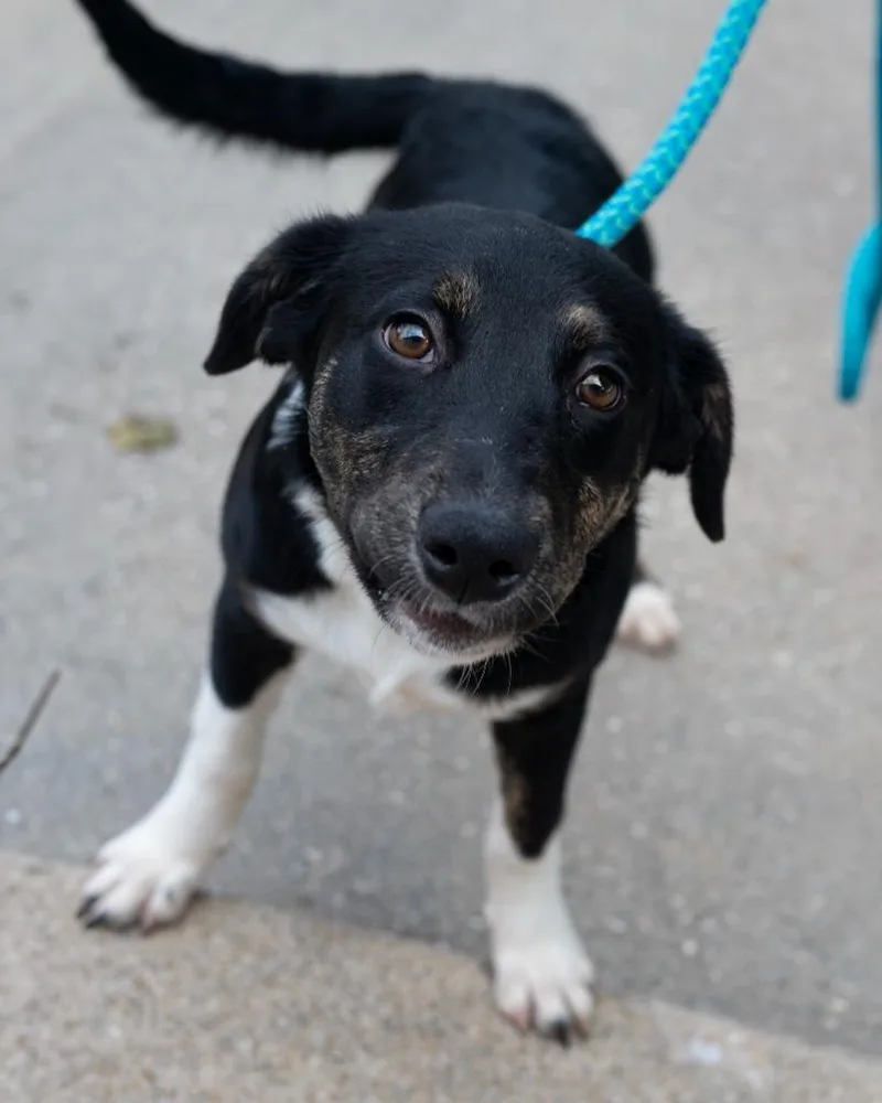 A baby small-sized female Shepherd dog named Rugrat for adoption in Boone, IA