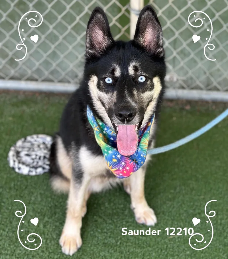 A baby medium-sized male Black Siberian Husky dog named Saunder for adoption in Marietta, GA
