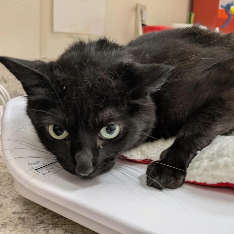 An adult medium-sized female Black Domestic Short Hair cat named Opal for adoption in Oshkosh, WI