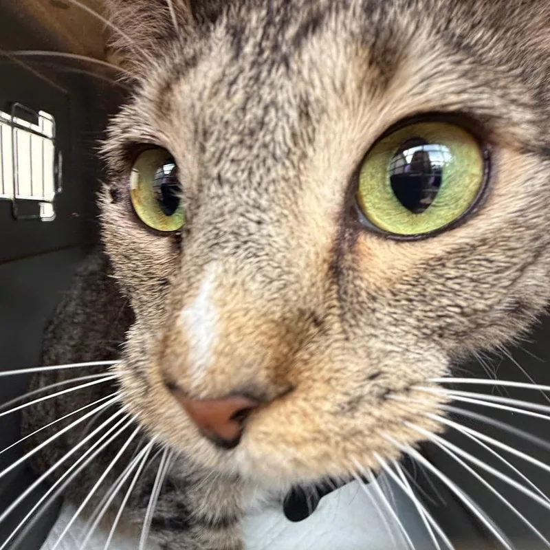 An adult large-sized female Gray / Blue / Silver Domestic Short Hair cat named Venus for adoption in Hamilton, GA
