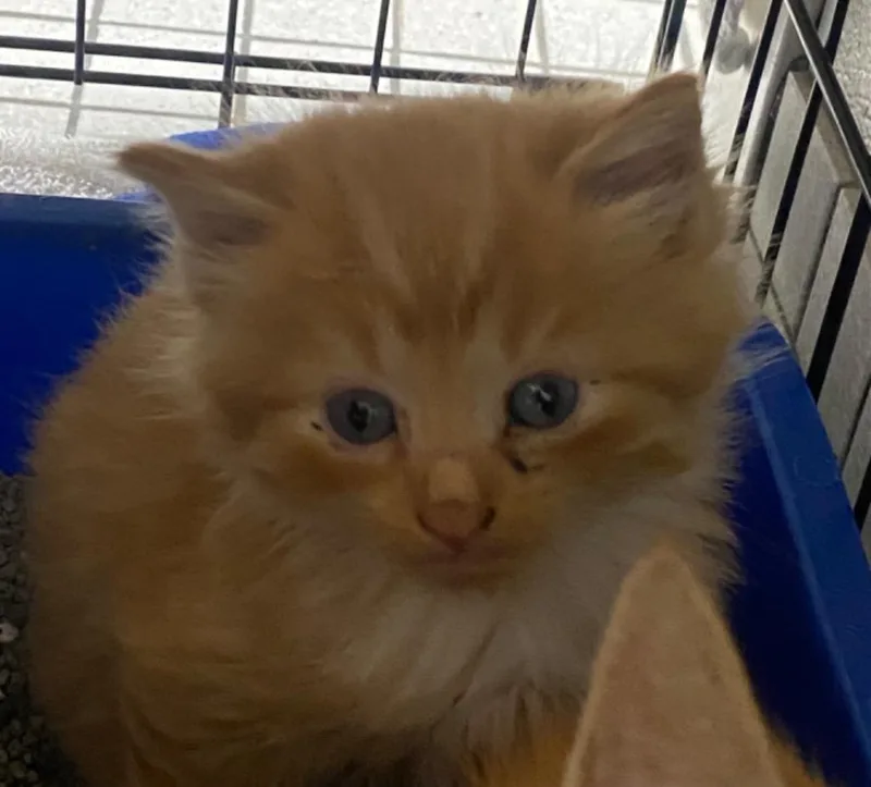 A baby medium-sized male Domestic Long Hair cat named D for adoption in Fall River, MA