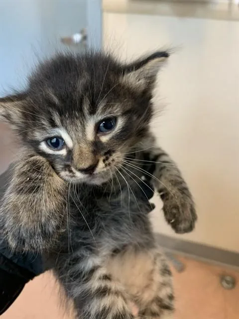 A baby small-sized male Domestic Short Hair cat named Conrad for adoption in San Jose, CA