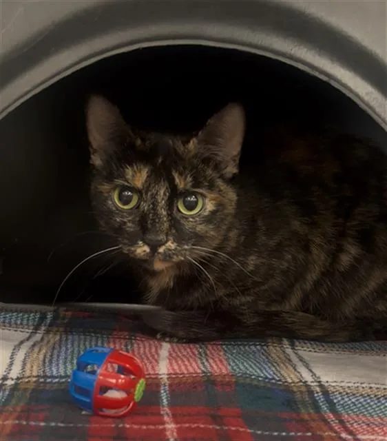 A young medium-sized female Domestic Short Hair cat named Karen for adoption in Dallas, TX