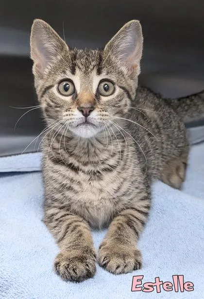 A baby small-sized female Domestic Short Hair cat named Estelle for adoption in Mason, MI
