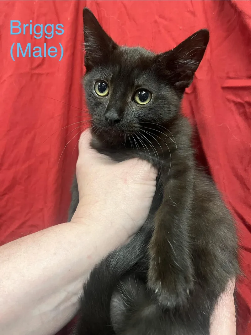 A baby small-sized male Domestic Short Hair cat named Briggs for adoption in Goodlettsville, TN