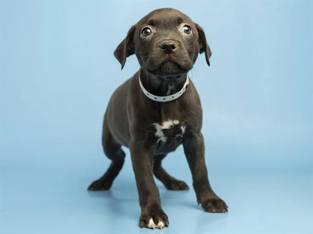 A baby small-sized female Pit Bull Terrier dog named Gypsy for adoption in Phoenix, AZ