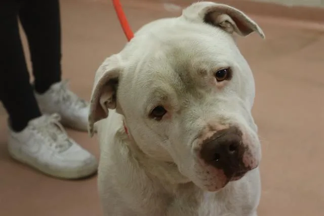 An adult medium-sized female Mixed Breed dog named Ivy for adoption in Columbia, SC