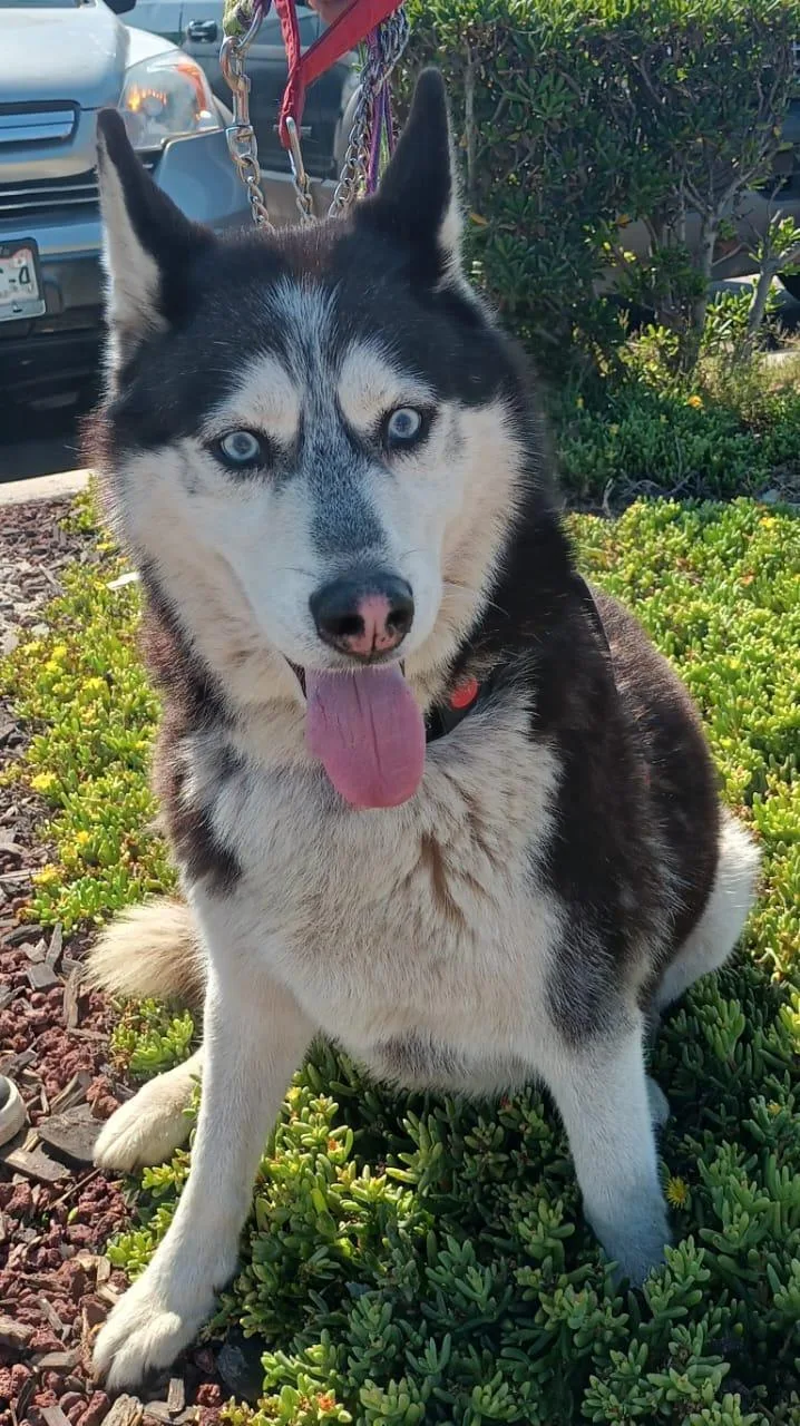 A senior medium-sized male Husky dog named Johnny for adoption in Orange, CA