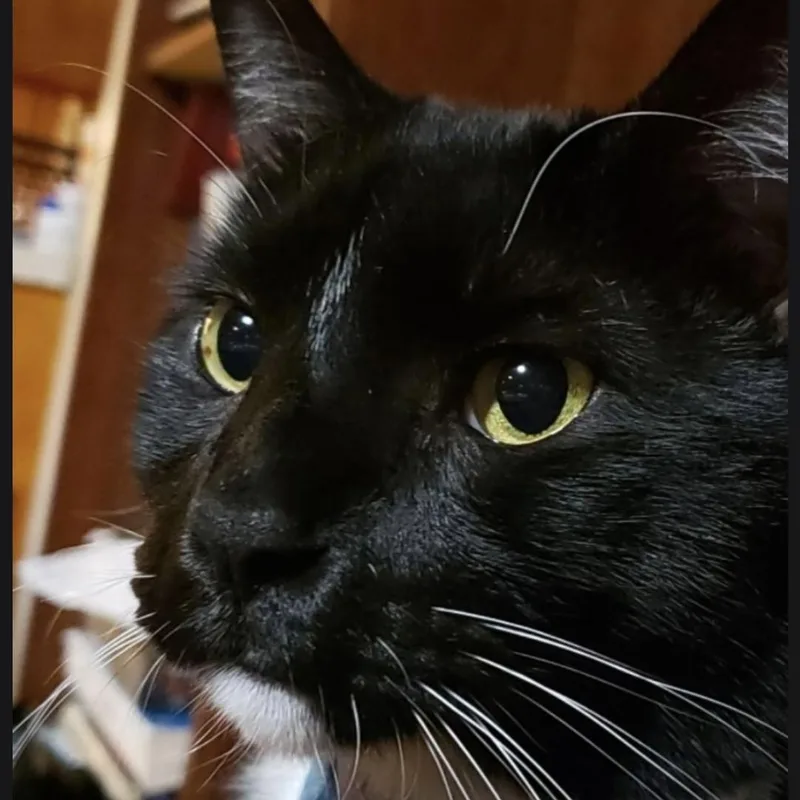 An adult medium-sized male Tuxedo cat named Tj for adoption in Maryville, TN