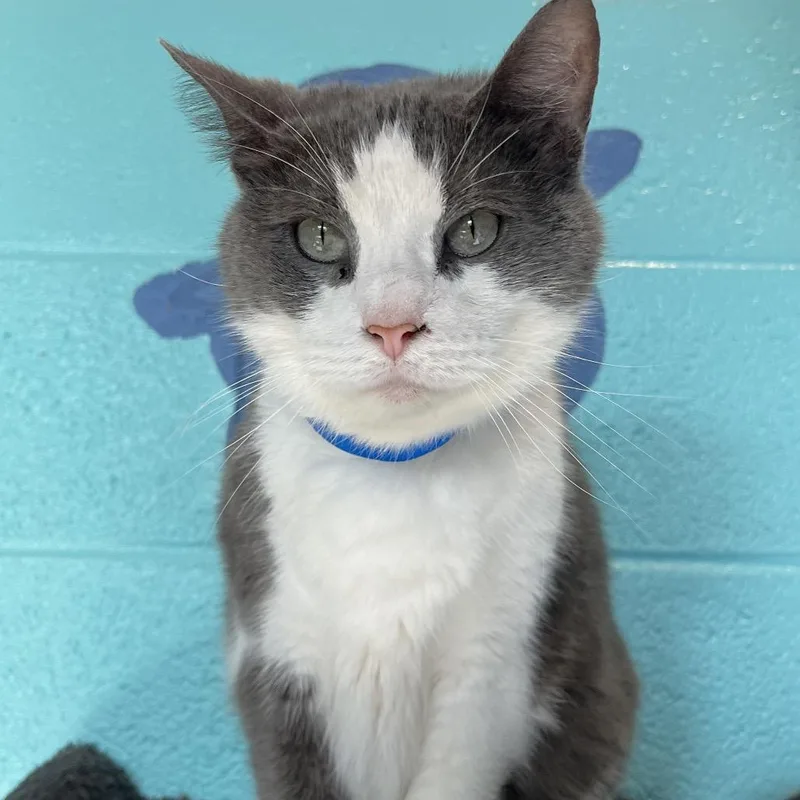 A senior large-sized male Gray / Blue / Silver Domestic Short Hair cat named Zorro for adoption in Englewood, FL