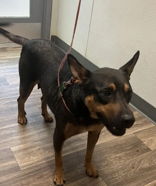 An adult medium-sized female German Shepherd Dog dog named Bombom for adoption in San Diego, CA