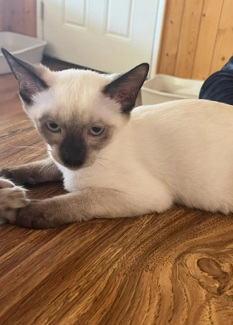 A baby small-sized male Siamese cat named Tony for adoption in Phoenix, AZ