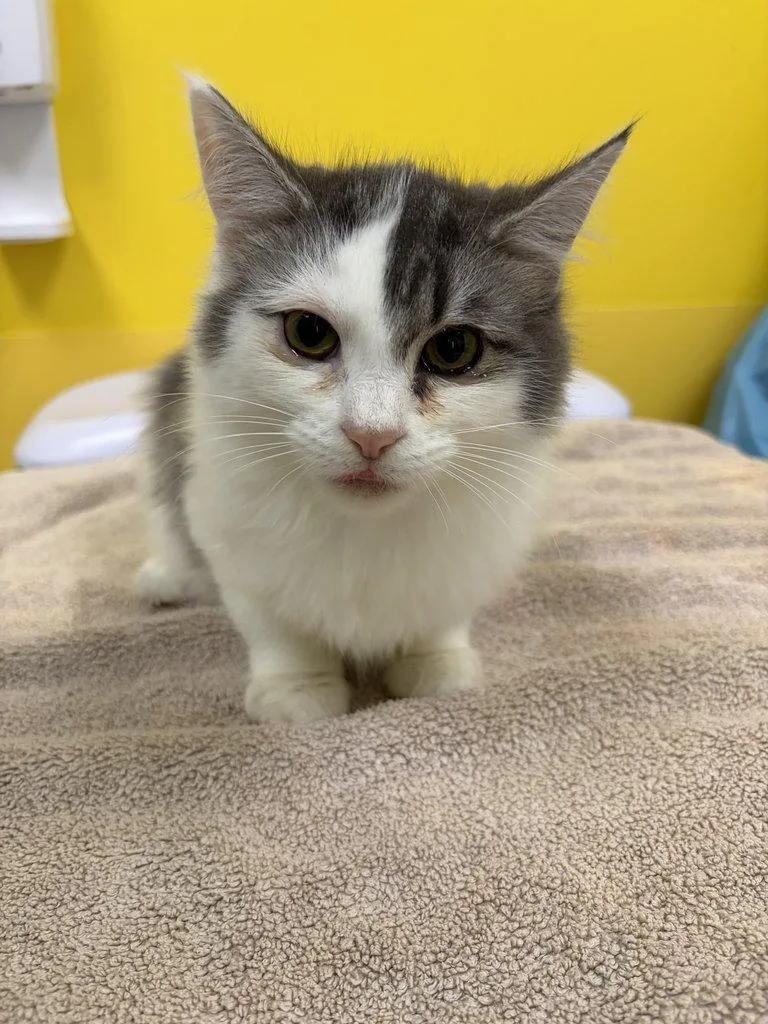 A baby small-sized male White Domestic Medium Hair cat named Bip for adoption in Raleigh, NC